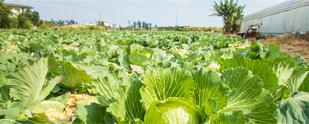 野菜